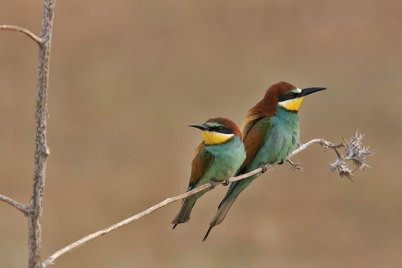 Bee-Eater