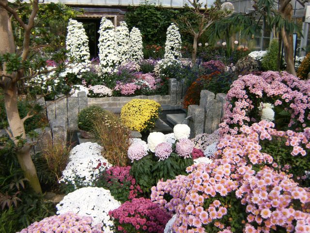 Different view of mums