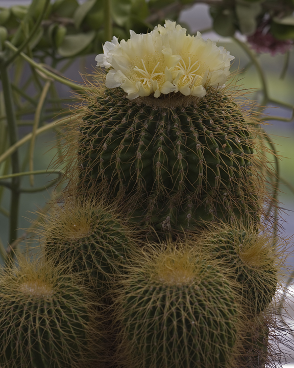 Yellow Cactus Blossom