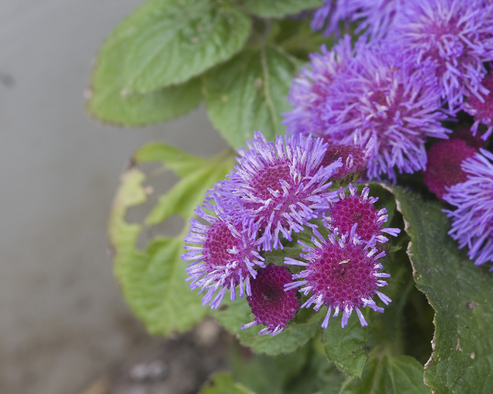 Floss Flower
