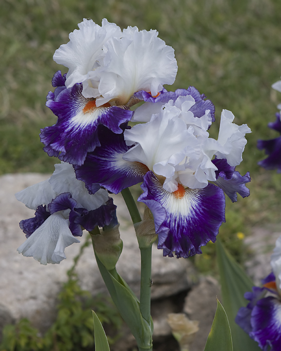 Blue and White Iris