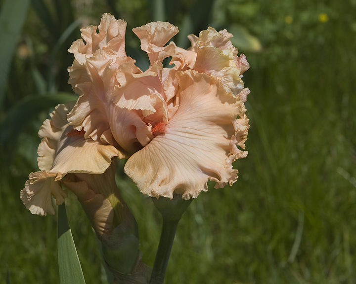 Tangerine Iris