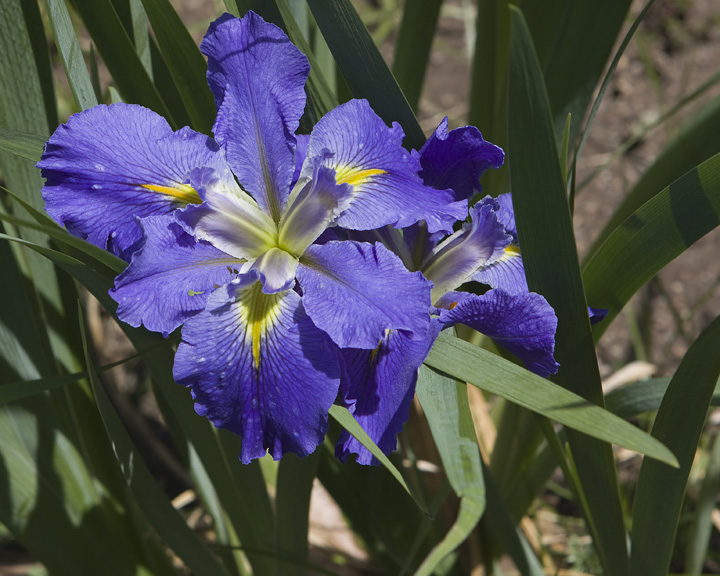 Blue Iris