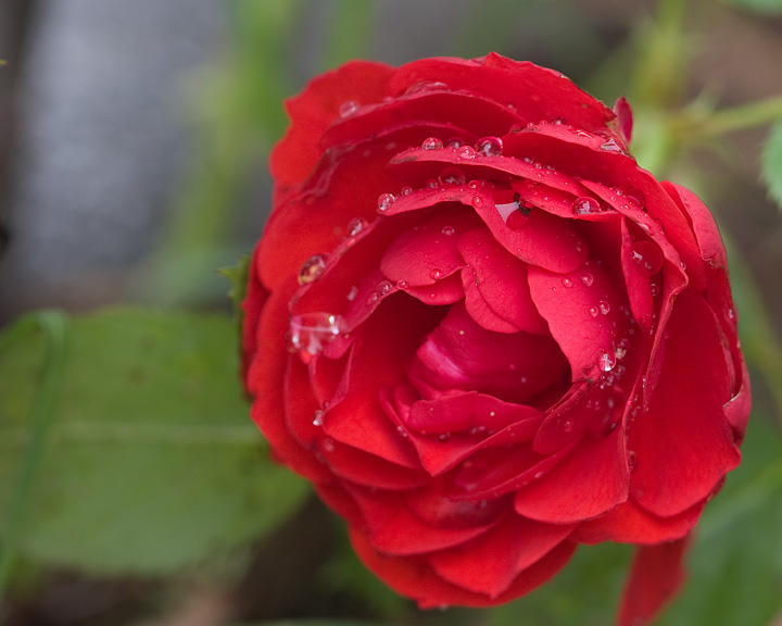 After the Rain