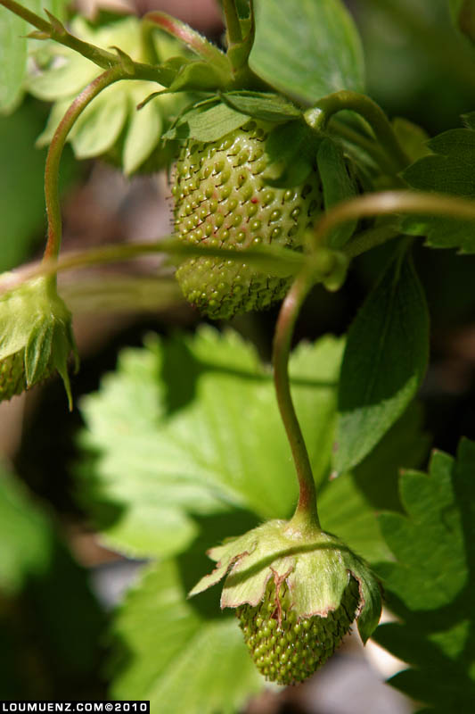 strawberries