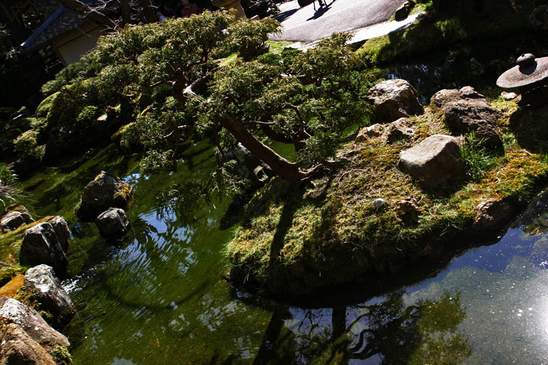 japanese tea garden