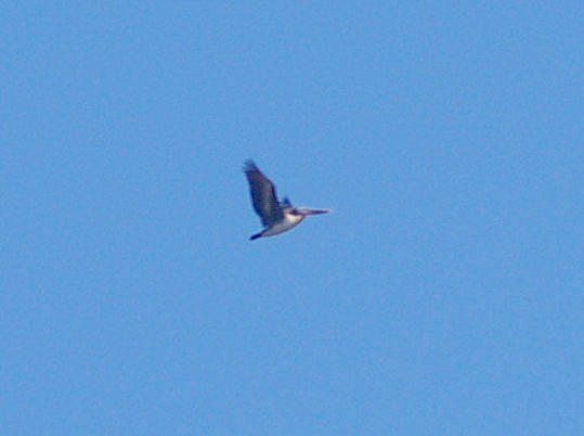 Brown Pelican - 11-2-08 TVA Lake