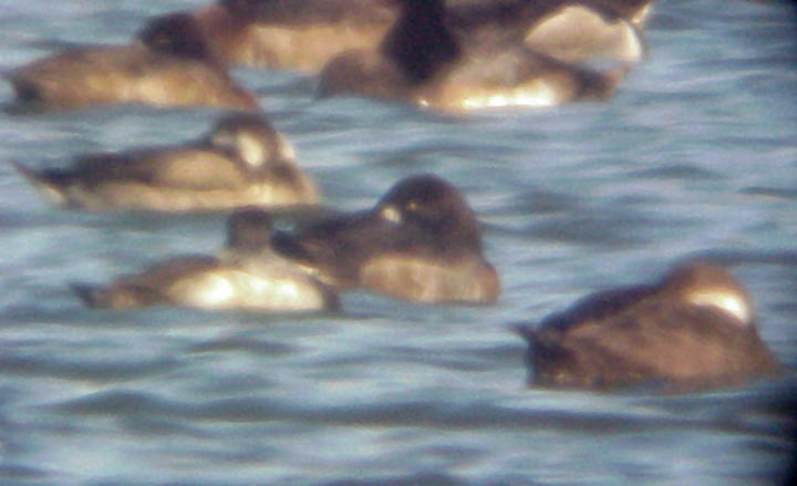 Long-tailed Duck and Black Scoter - TVA Lake 12-7-08