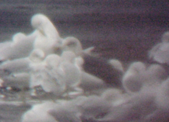 Lesser Black-backed Gull - 12-17-08 - TVA Lake -