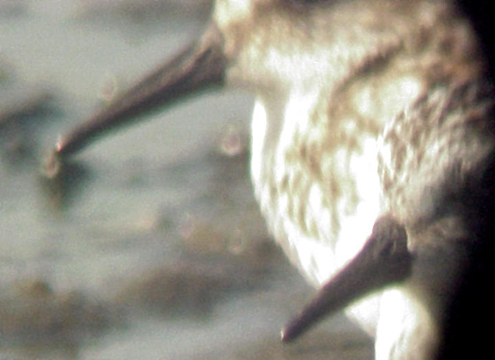 Semipalmated Sandpiper - male-female bills 5-31-08