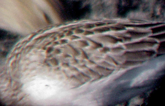 Semipalmated sandpiper - imm. 8-22-05 gray