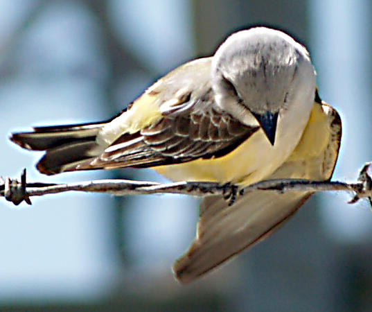 Western Kingbird - Scissor-t Hybrid 5-20-09