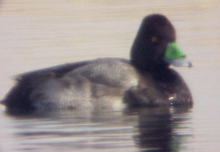 Lesser Scaup - 2-1-2010 Ensley-Memphis TN bill tag