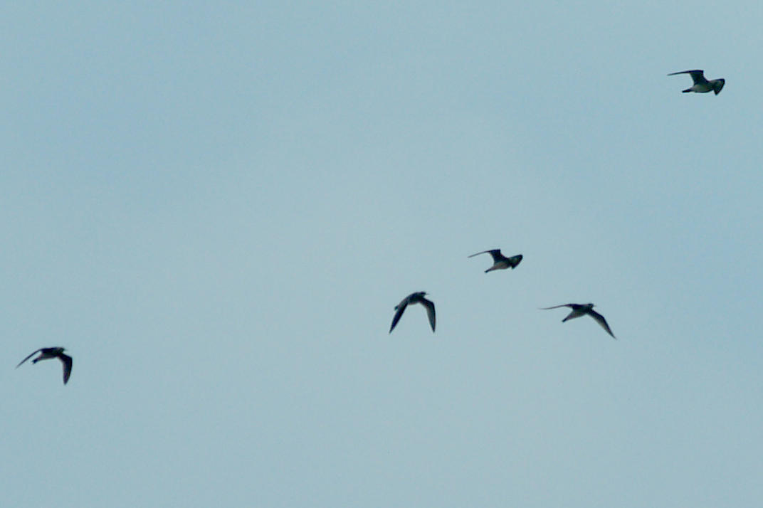 Upland Sandpiper - 4-4-2010 Crittenden Co.