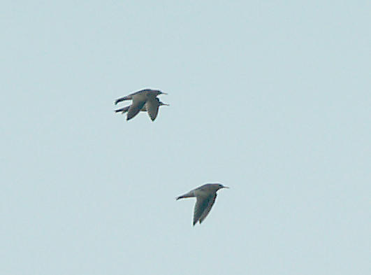 Upland Sandpiper - 4-4-2010 Shelby Co.