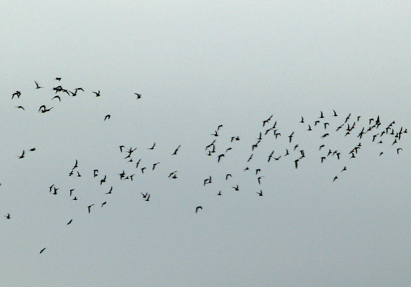 American Golden-Plover - 4-4-2010 Crittenden Co. 2