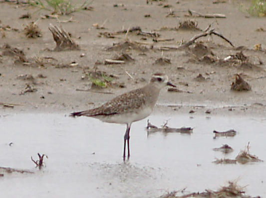 American Golden-Plover - 4-4-2010 - Crittenden Co.jpg