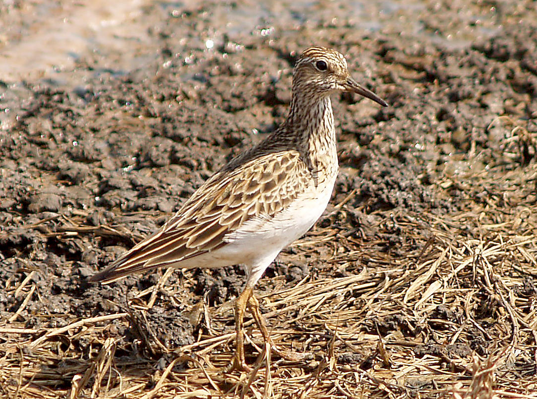 Pectoral Sandpiper - 4-5-2010 full alternate