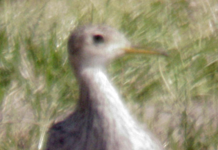 Upland Sandpiper - 4-10-2010 DeSoto Co. MS.