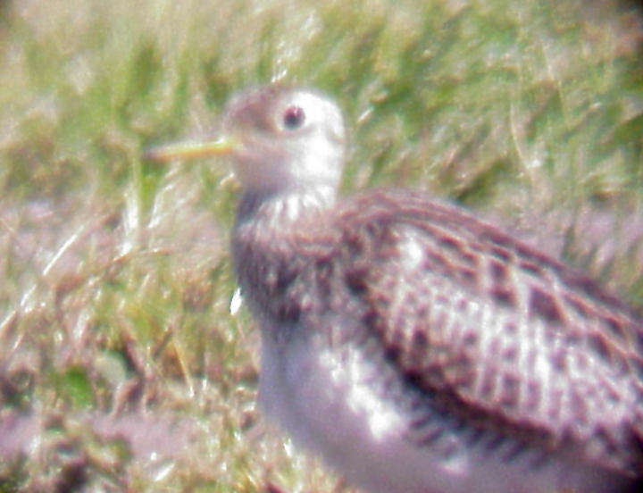 Upland Sandpiper - 4-10-2010 DeSoto Co. MS