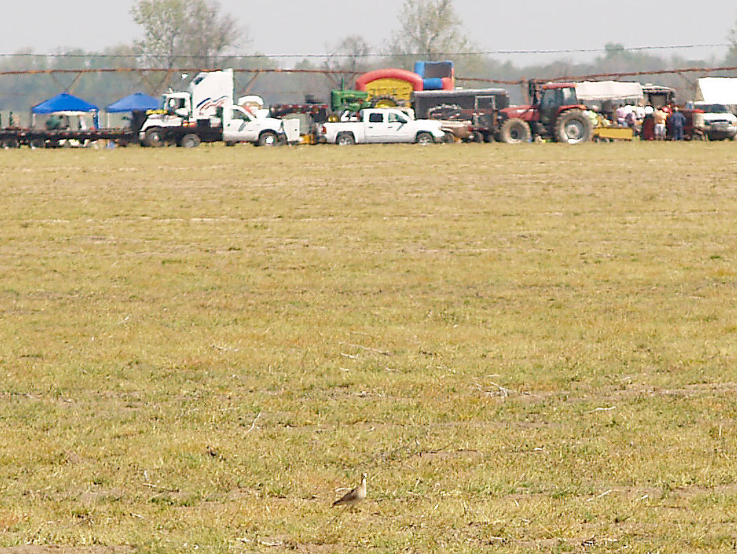 Upland Sandpiper - 4-10-2010 Tractor Pull