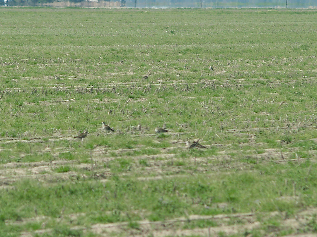 American Golden-Plover - 4-11-2010 Crittenden - grassy fallow field.jpg