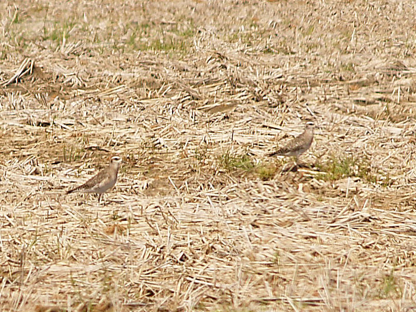 American Golden-Plover - 4-11-2010 Crittenden - rolled rice field.