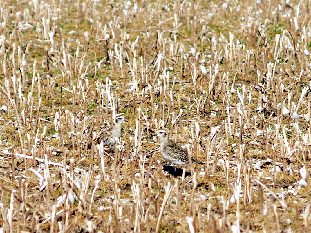 American Golden-Plover - 4-11-2010 In cotton stubble.