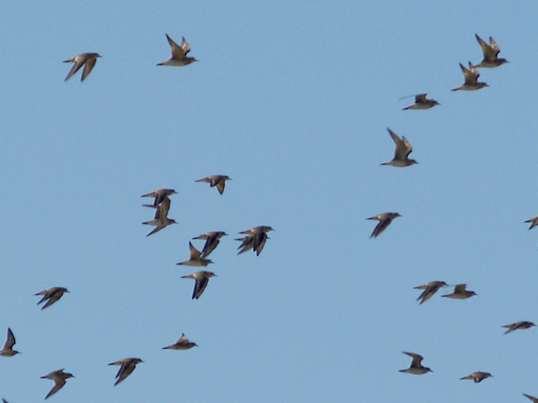 American Golden-Plover - 4-11-2010 Crittenden Co. AR in flight.