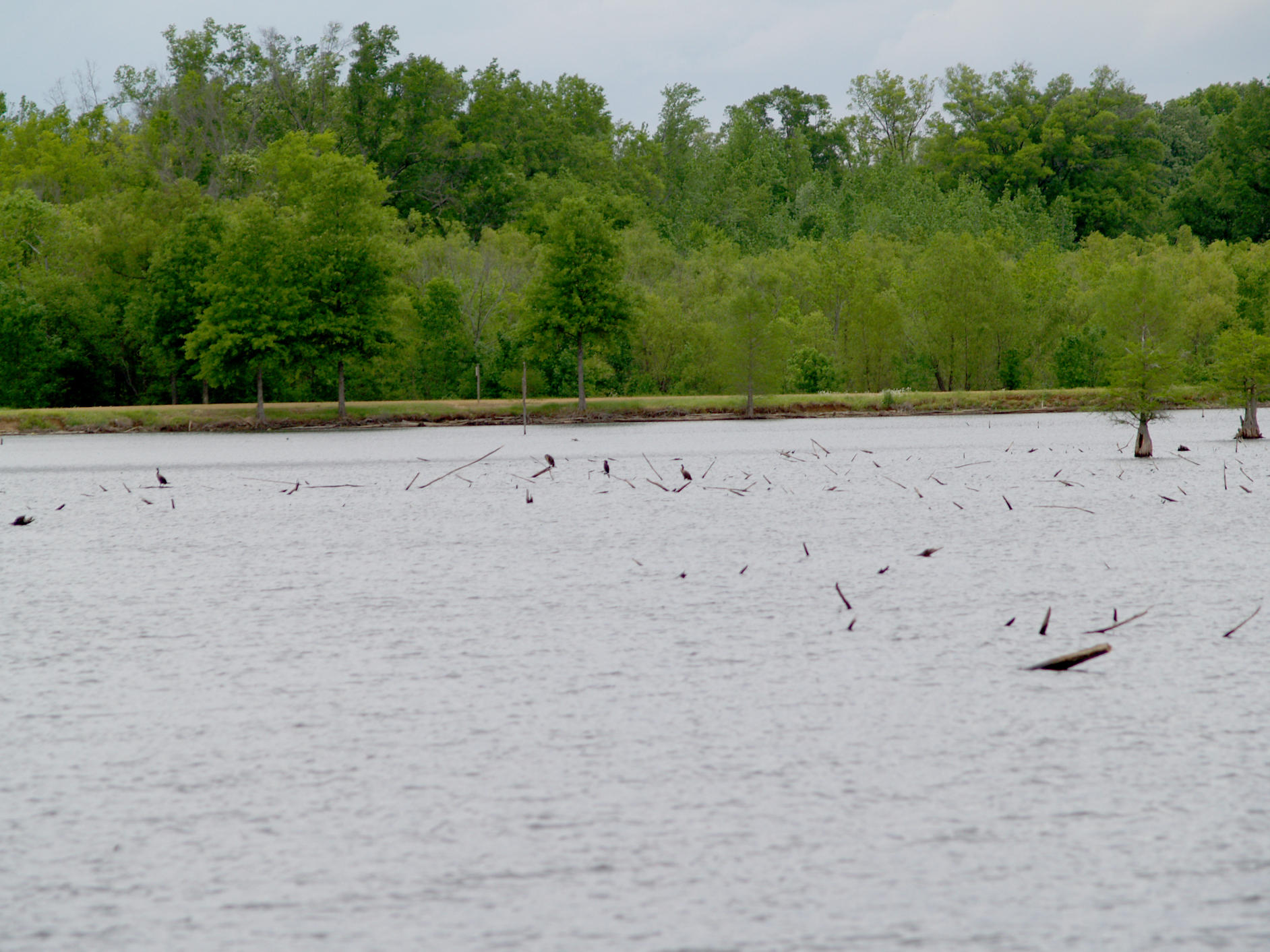 Neotropic Cormorant - 4-25-10 ONeal Lake