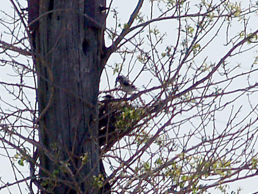 Loggerhead Shrike - 4-28-10 - Ensley - feeding at nest
