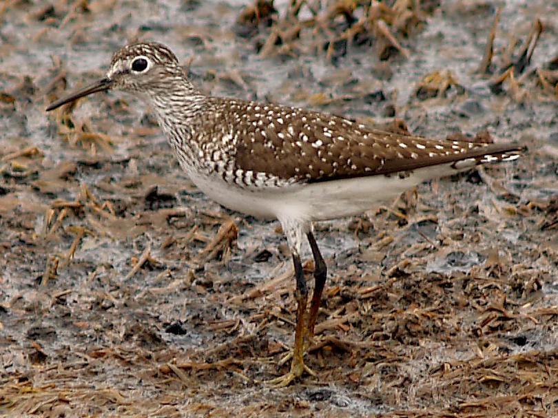Solitary Sandpiper - 5-2-10 - Ensley