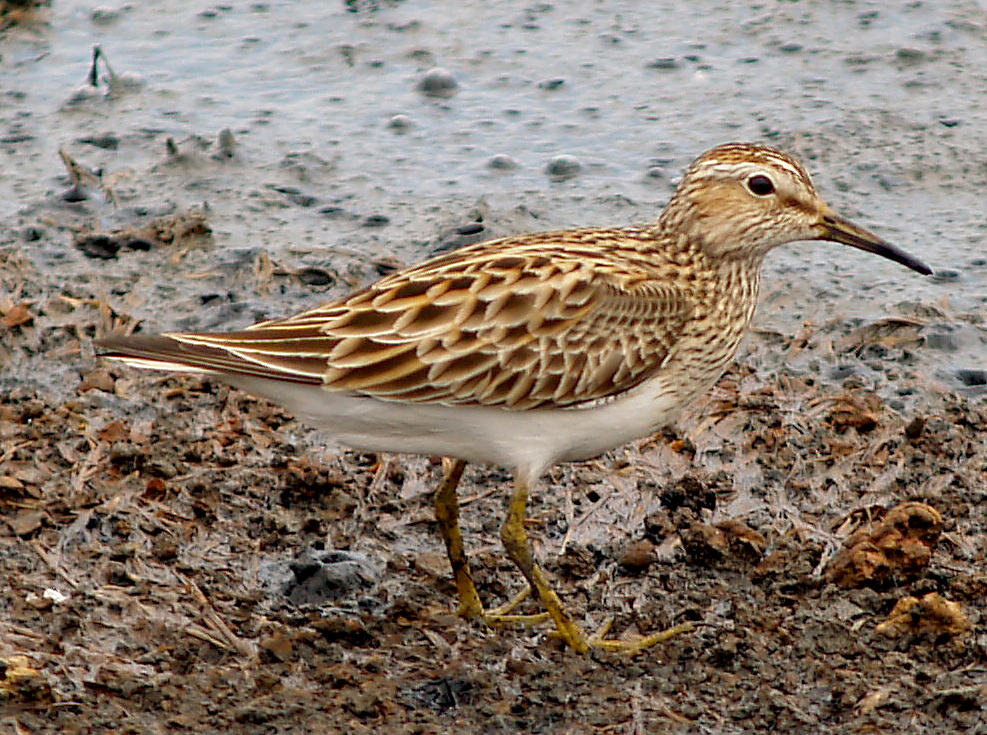 Pectoral Sandpiper - 5-2-10 Ensley