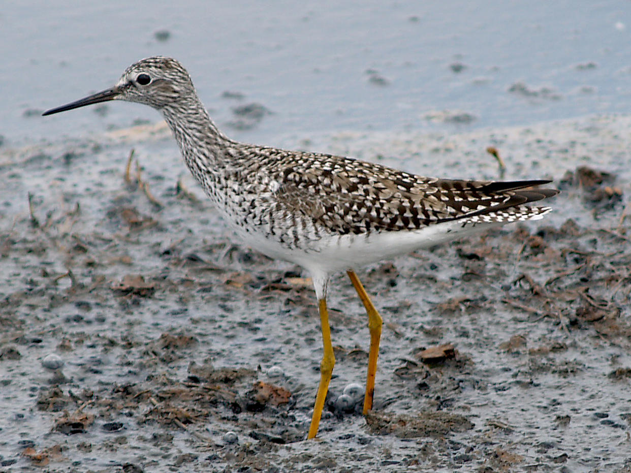 Lesser Yellowlegs - 5-2-10 Ensley
