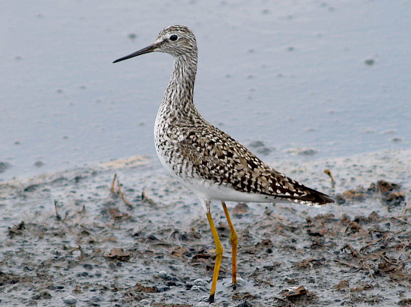 Lesser Yellowlegs - 5-2-10  On alert.