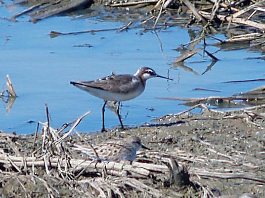 Wilsons Phalarope - 5-8-10 Ensley male