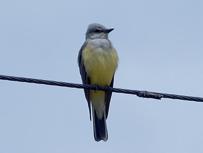 Western Kingbird - 5-9-10  Kansas St.