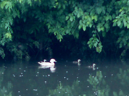 Wood Duck - 5-15-10 leucistic hen with 3 young