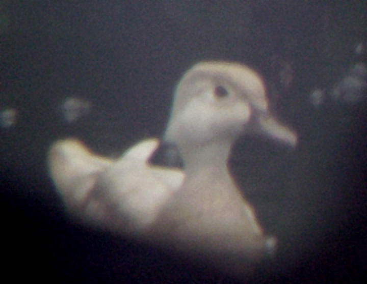 Wood Duck - 5-15-10 leucistic hen 