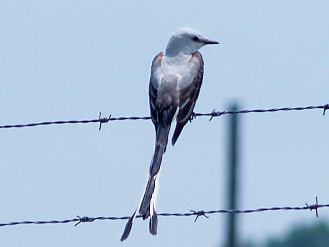 Scissor-tailed Flycatcher - 5-15-10 male Presidents Island