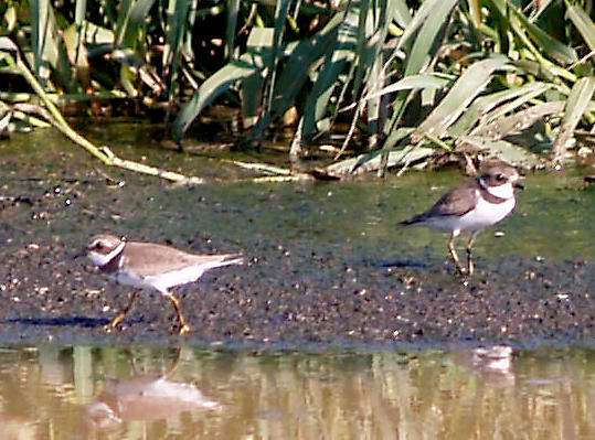 Semipalmated Plover - 8-24-10 NTP immature