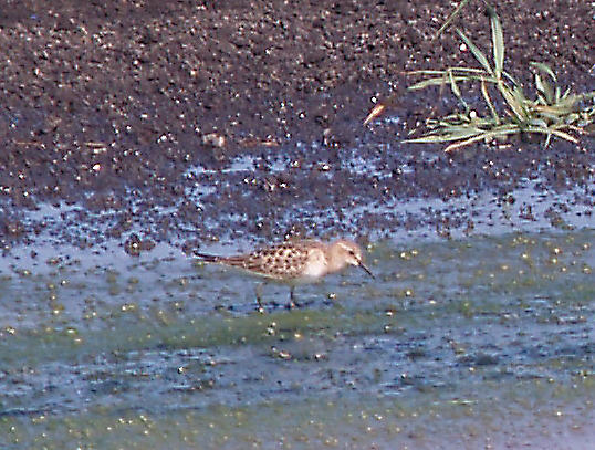 Bairds Sandpiper - 8-24-10 imm. 1 of 2 NTP.