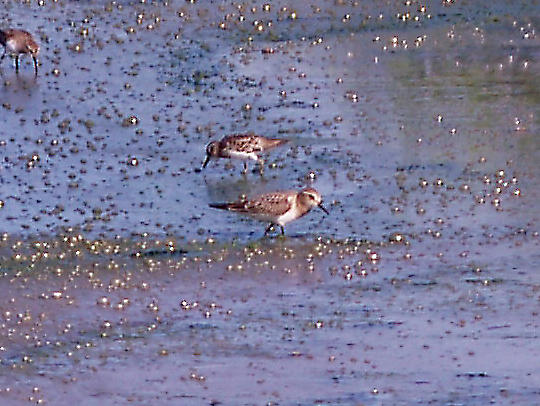 Bairds Sandpiper - 8-24-10 imm. 2 of 2 NTP.jpg