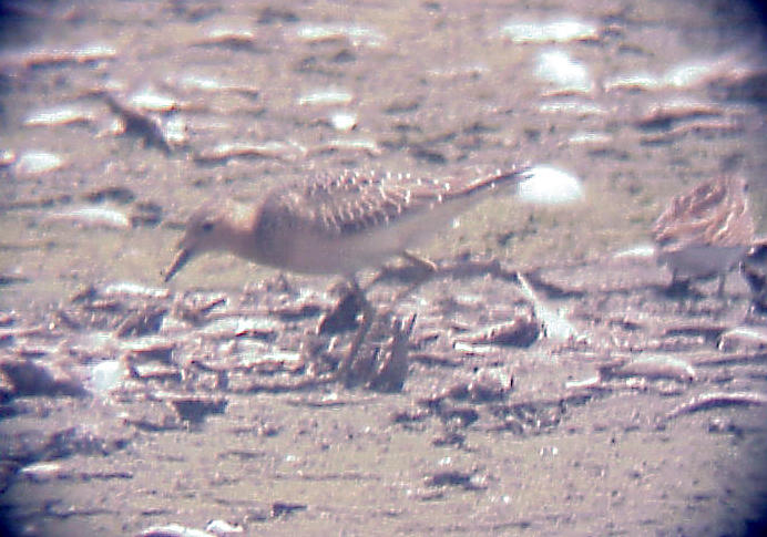 Buff-breasted Sandpiper - 8-28-10 imm. Ensley spread fields