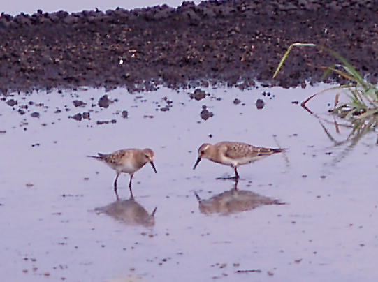Bairds Sandpiper - 8-25-10 pair imm. North Treatment  Plant