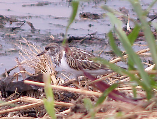 Ruddy Turnstone - 9-2-10 immature Ensley Bottoms