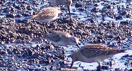 Wind Birds - 3 imm. species