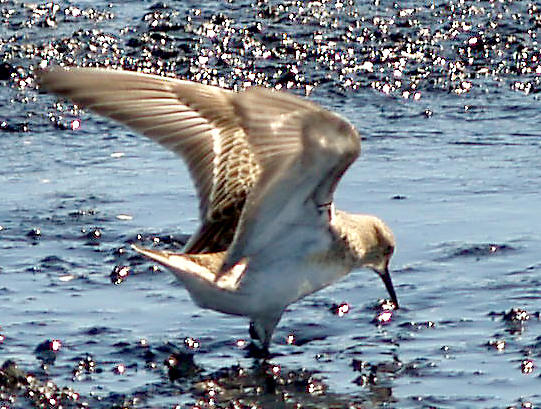 Bairds Sandpiper - 9-6-10 imm. 