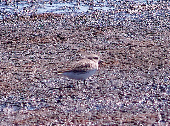 White-rumped Sandpiper - 9-6-10 - Ensley 