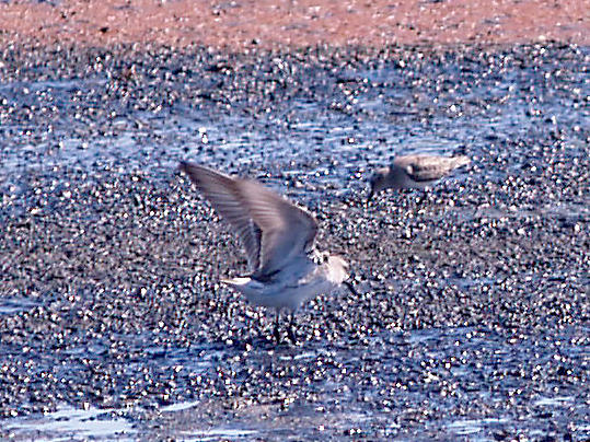 White-rumped Sandpiper - 9-6-10 - Ensley 